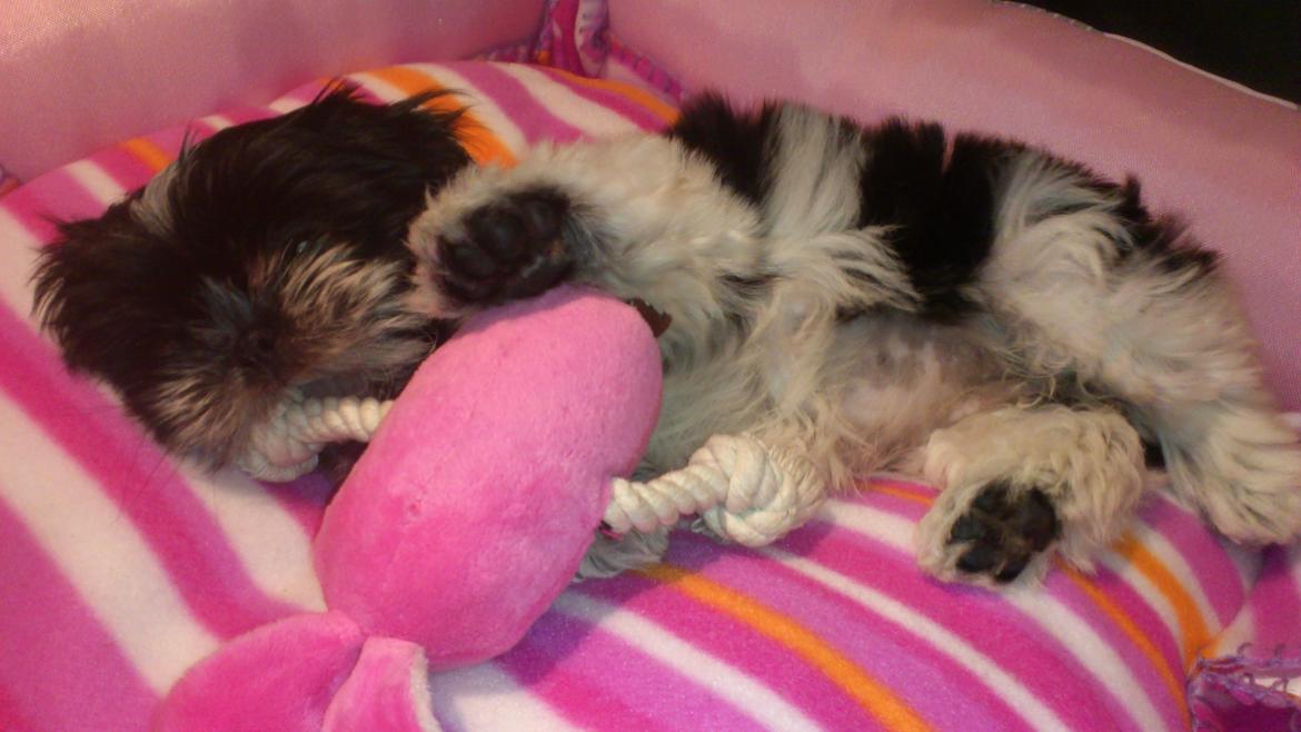 Shih tzu Malou billede 4