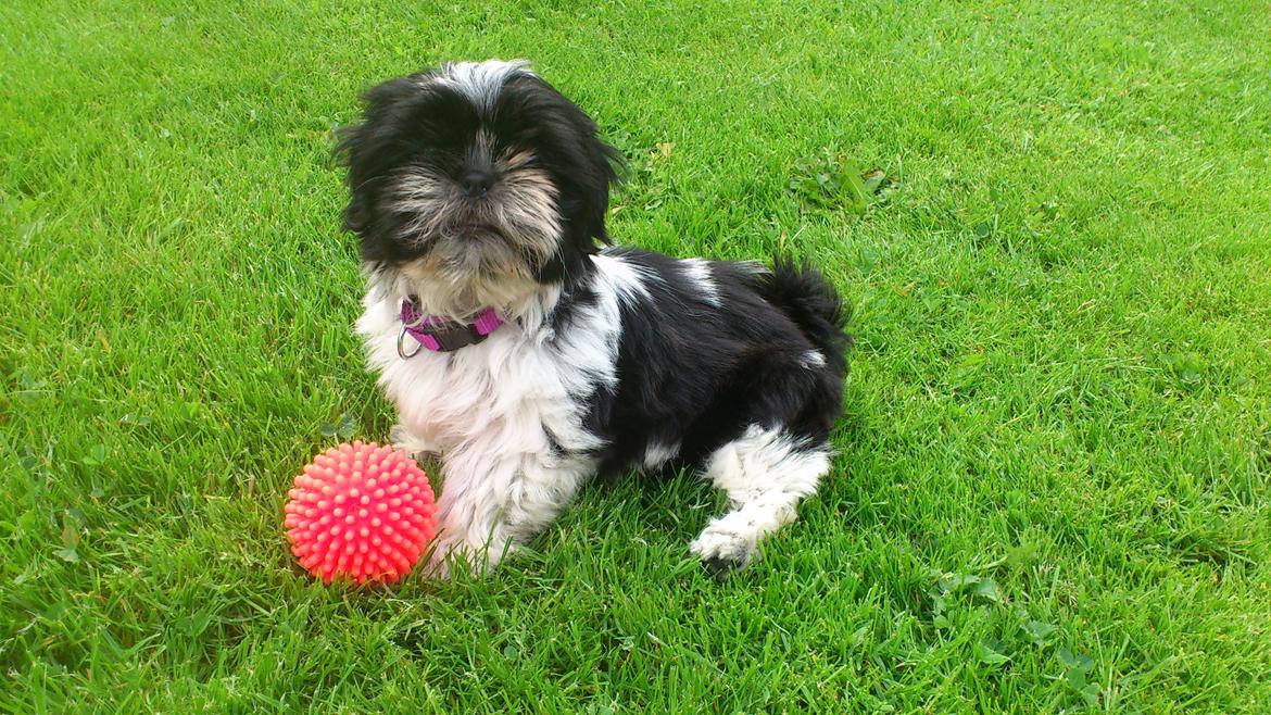 Shih tzu Malou billede 5
