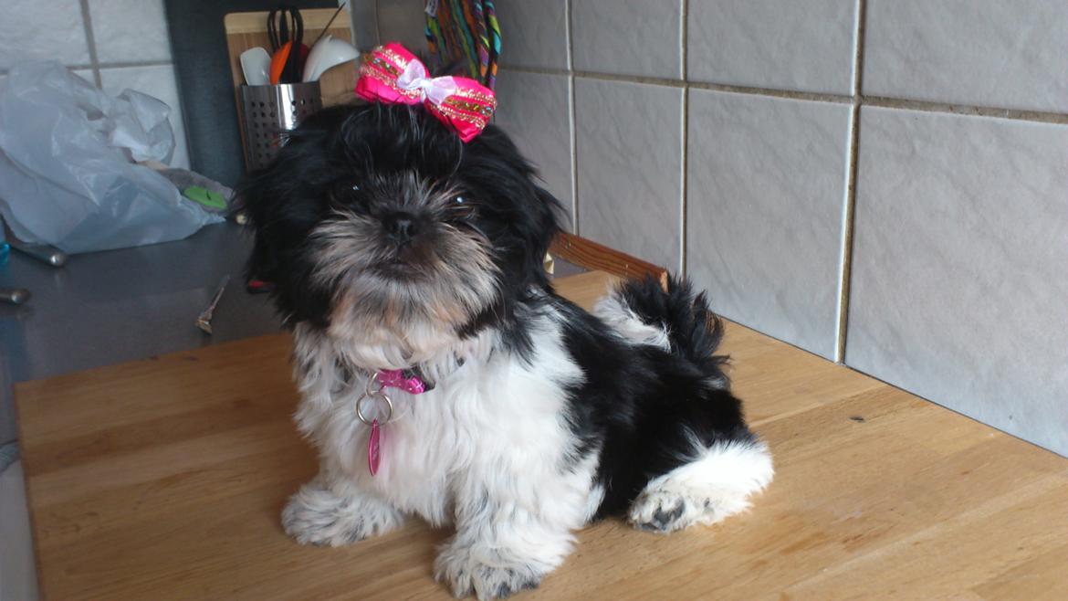 Shih tzu Malou billede 1