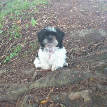 Shih tzu Malou billede 6