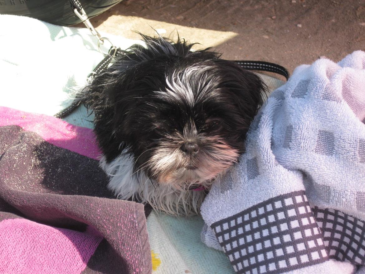 Shih tzu Malou billede 7