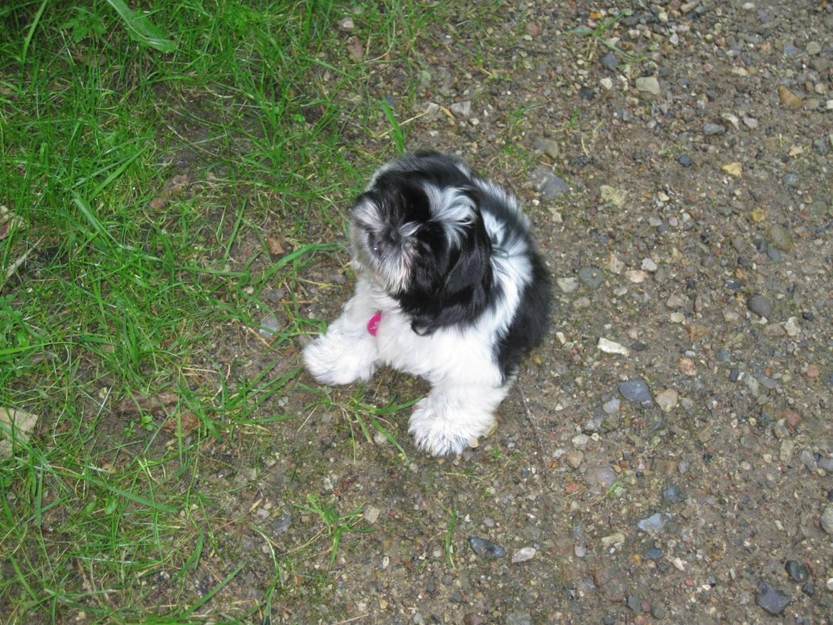 Shih tzu Malou billede 8