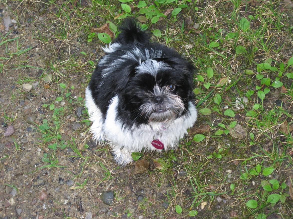 Shih tzu Malou billede 9