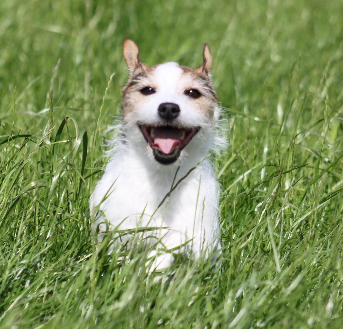 Jack russell terrier Labell billede 19