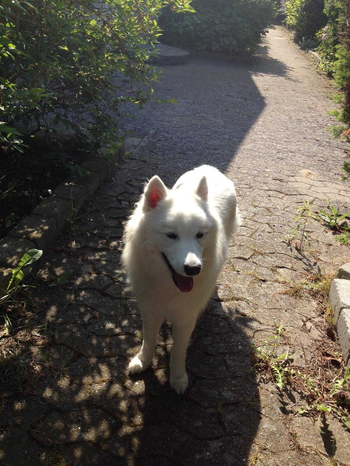 Samojedhund Emma - :) billede 4