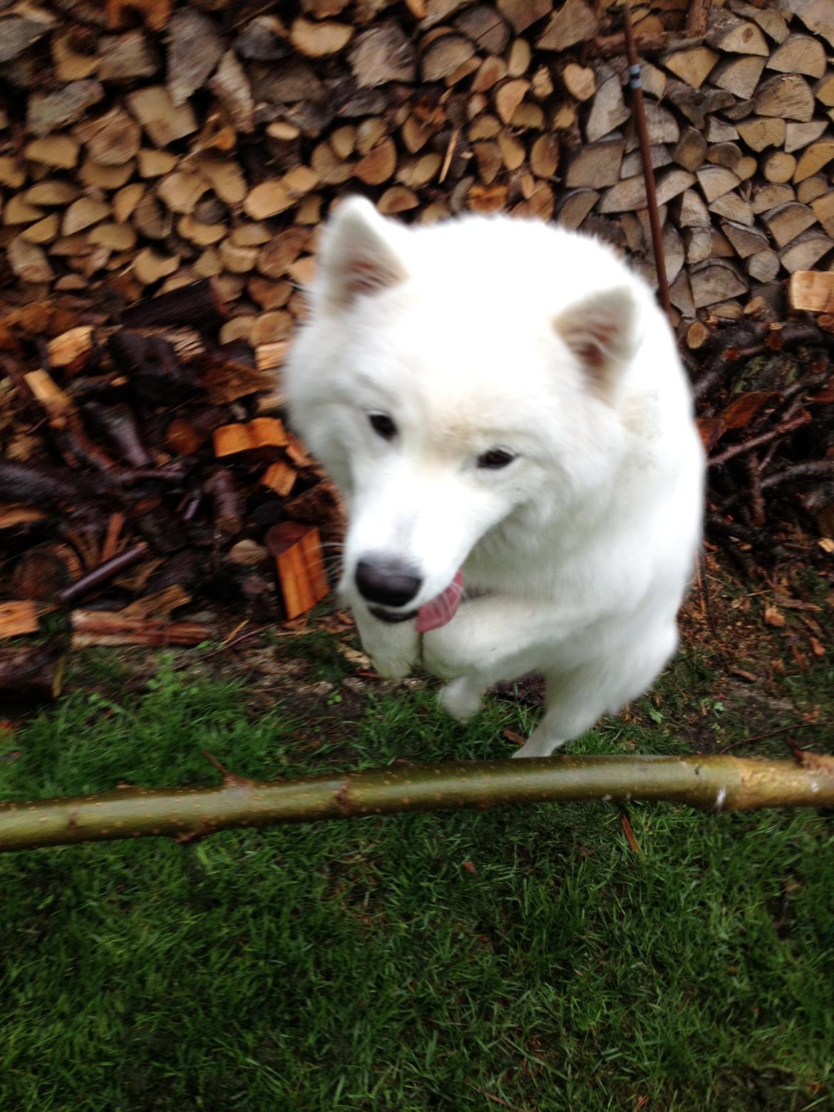 Samojedhund Emma - jump! billede 9