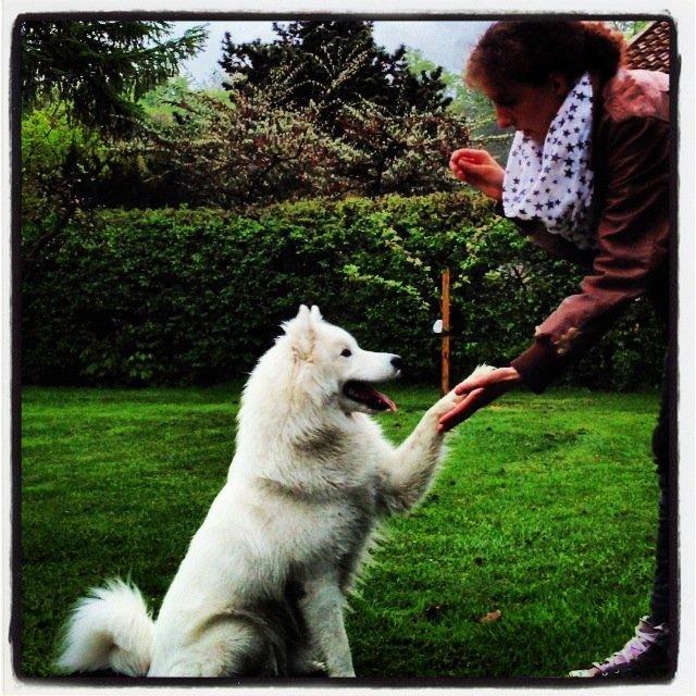 Samojedhund Emma - dygtig hund billede 18