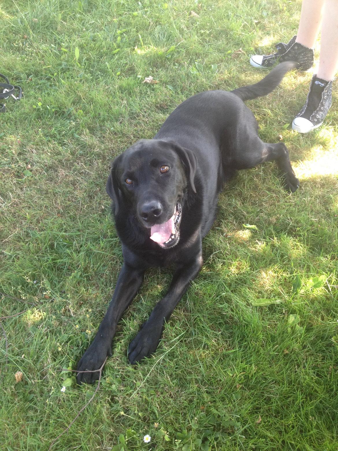 Labrador retriever Balto - velkommen til Baltos profil:) billede 1