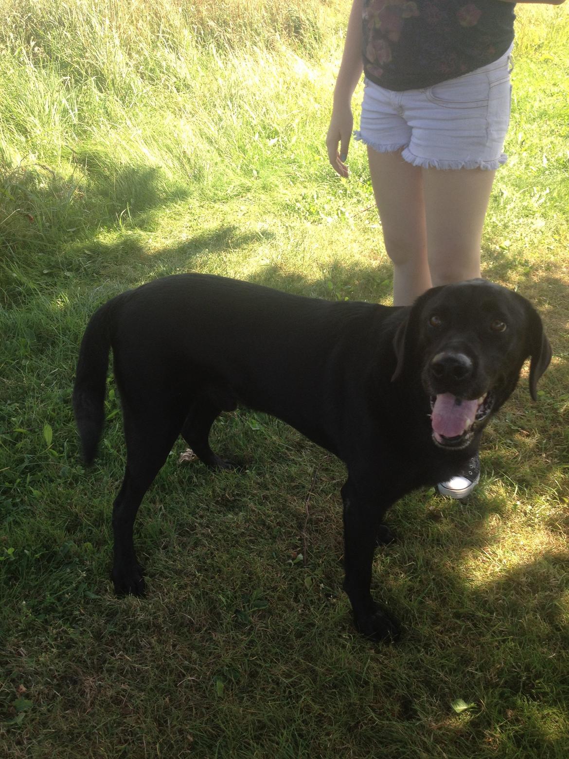 Labrador retriever Balto - <3 billede 2