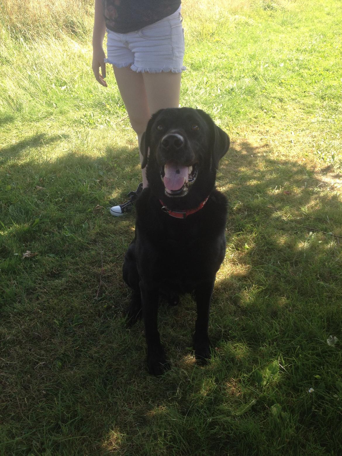 Labrador retriever Balto - :) billede 3