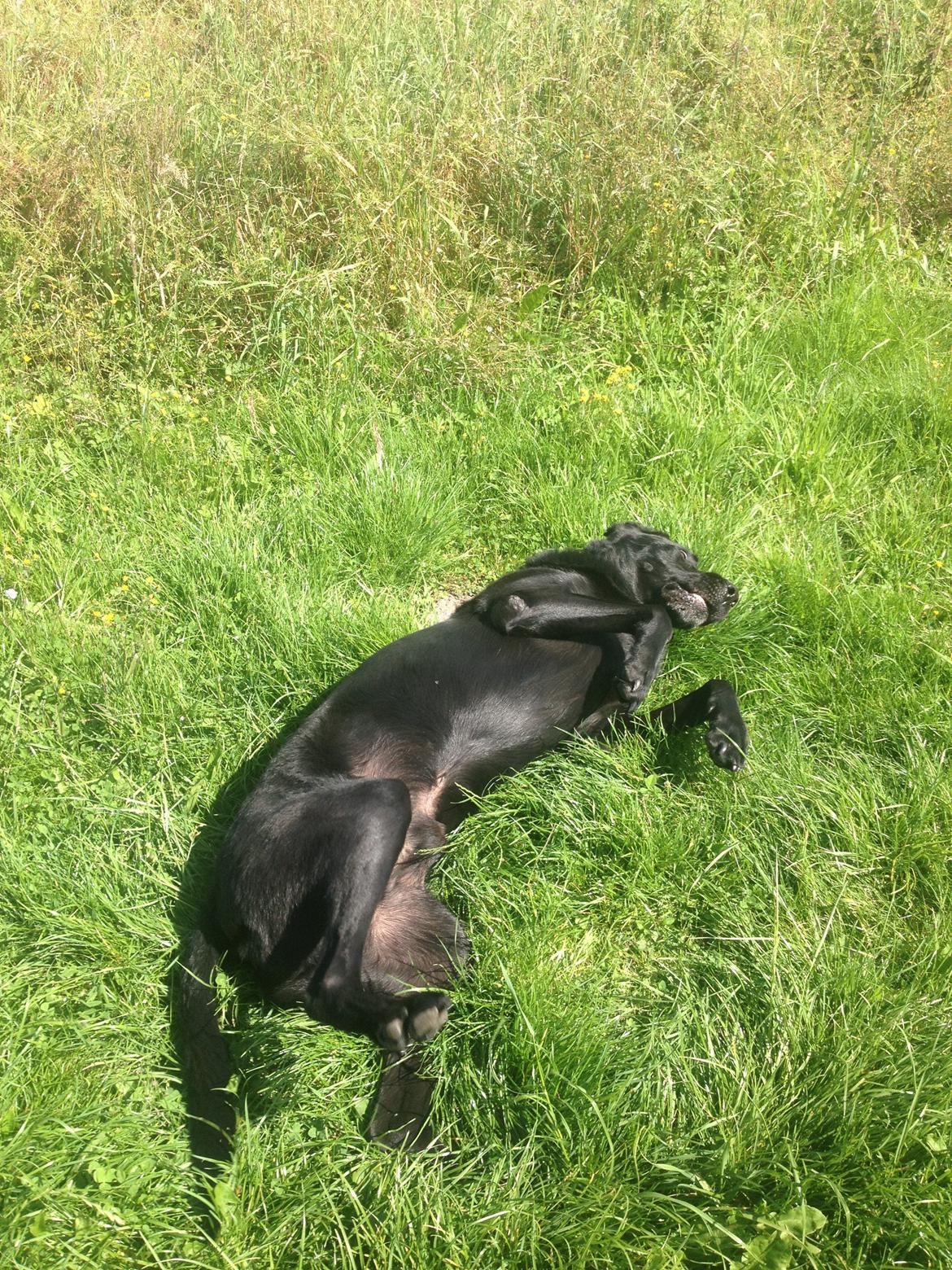 Labrador retriever Balto - hehe Balto ruller sig billede 4