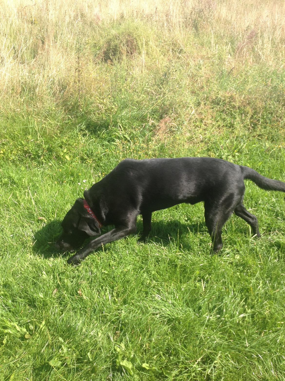 Labrador retriever Balto - ! billede 5