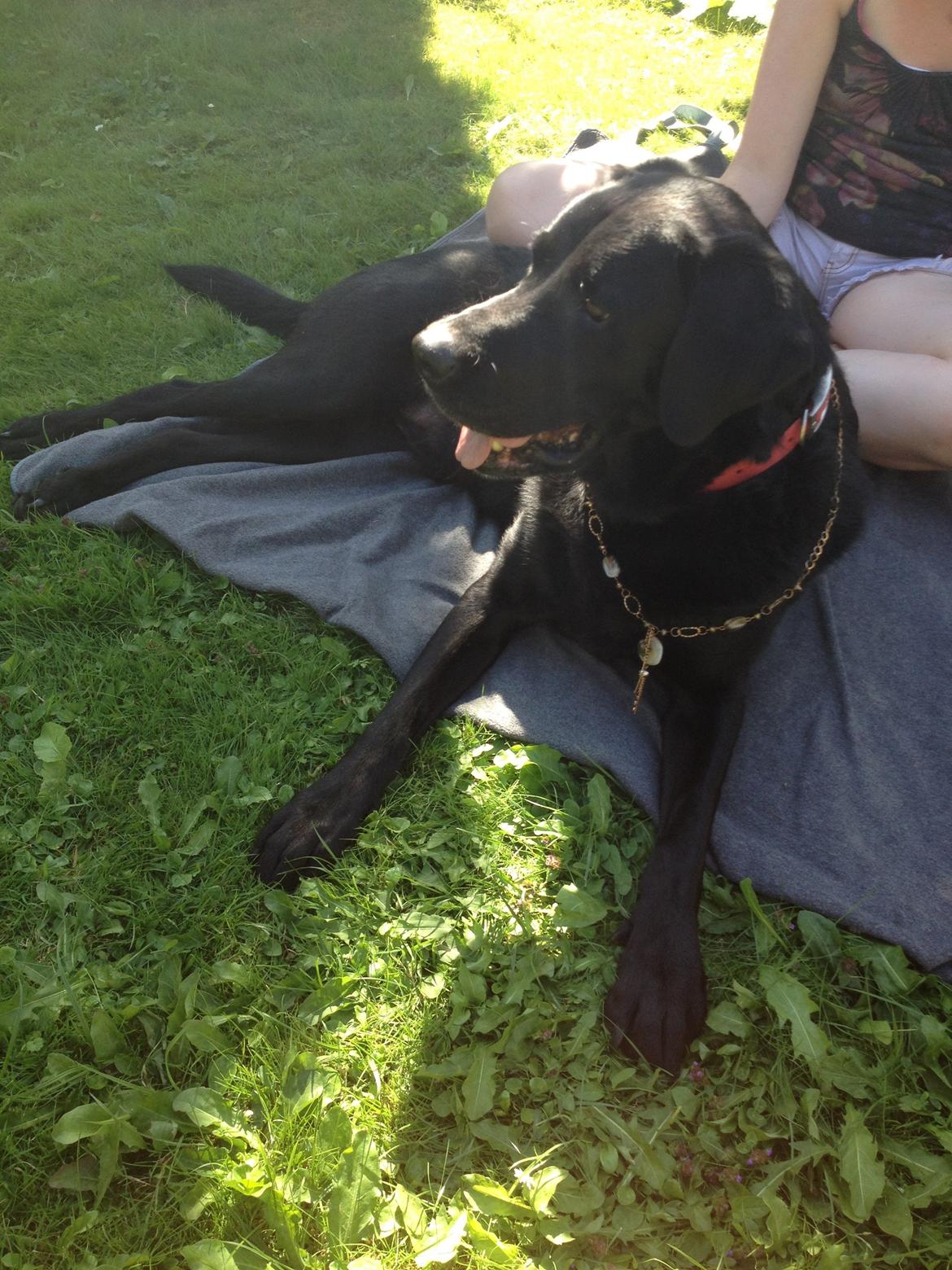 Labrador retriever Balto - nezus hunden:) med halskæde på billede 8