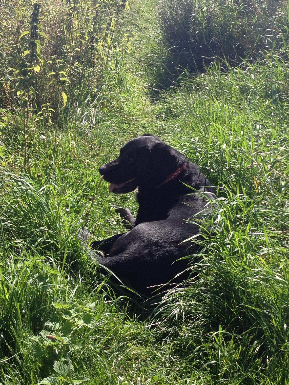 Labrador retriever Balto - :D billede 9