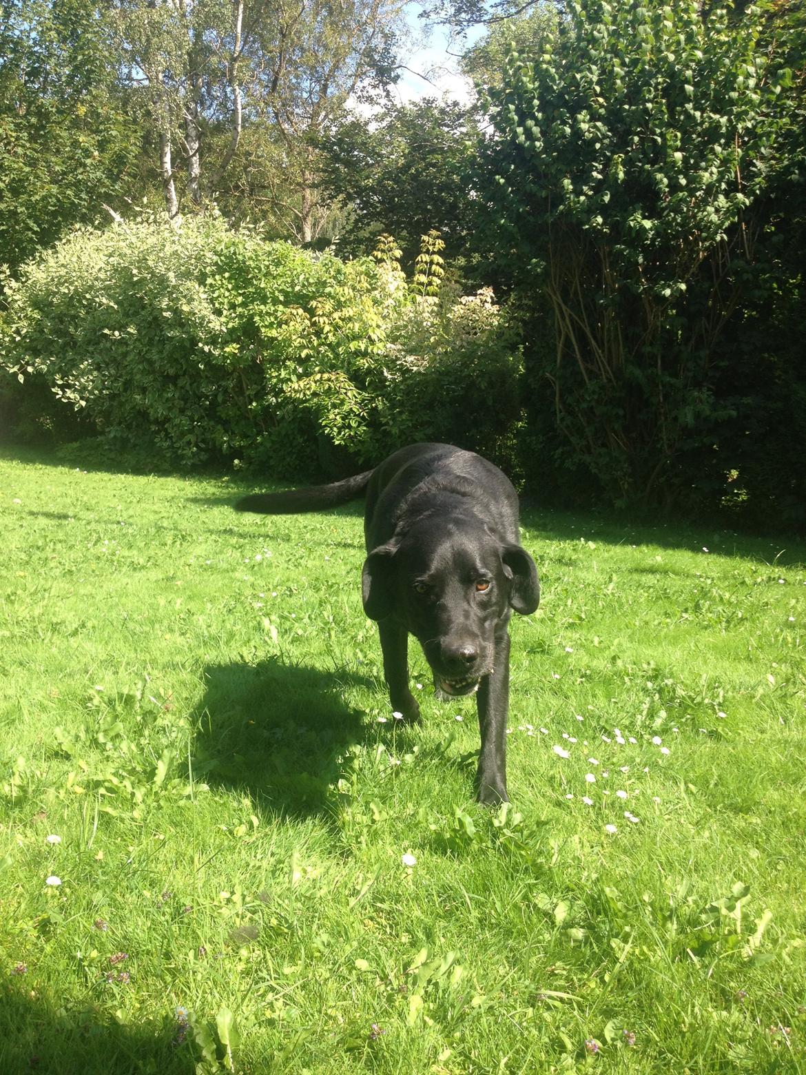 Labrador retriever Balto - hehe billede 10