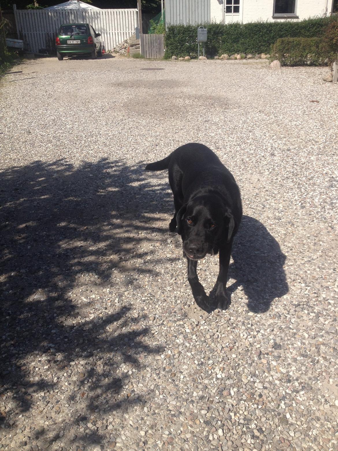 Labrador retriever Balto - I LOVE YOU BALTO<3 billede 11