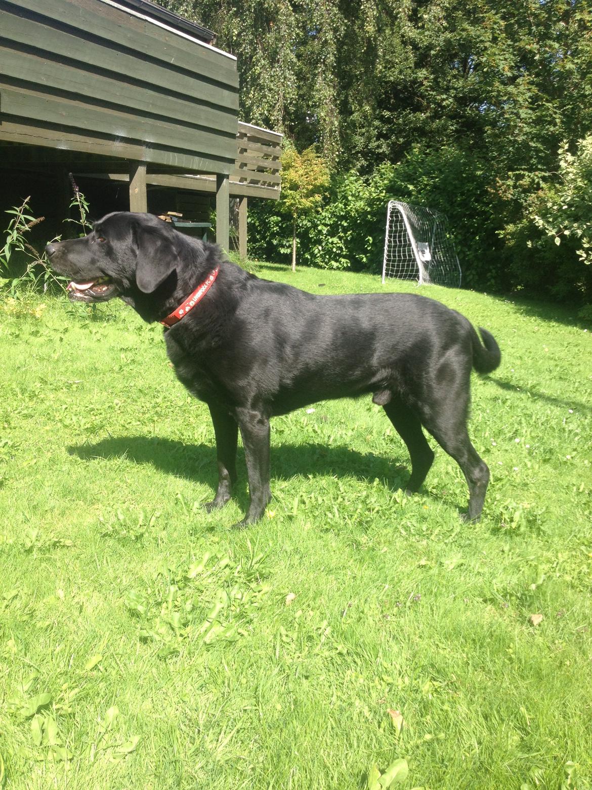 Labrador retriever Balto - tak fordi i kiggede forbi:) billede 18