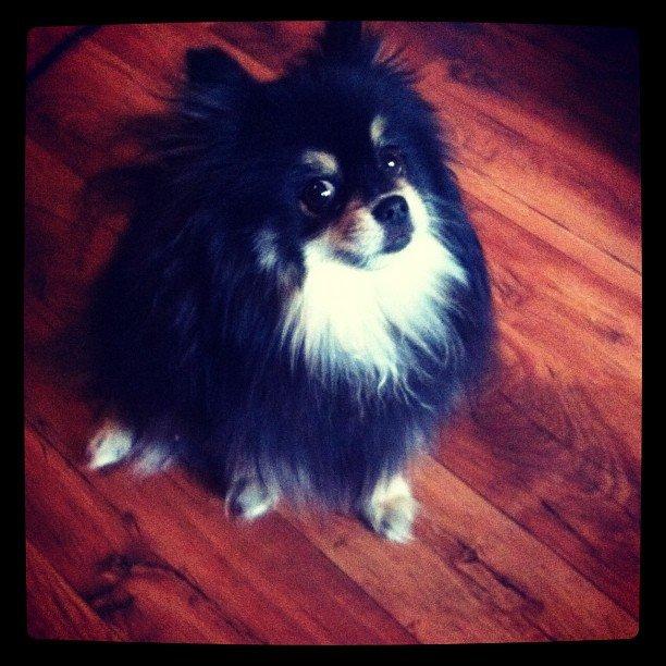 Pomeranian Gizmo billede 16