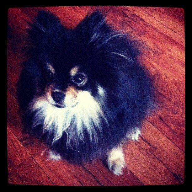 Pomeranian Gizmo billede 17