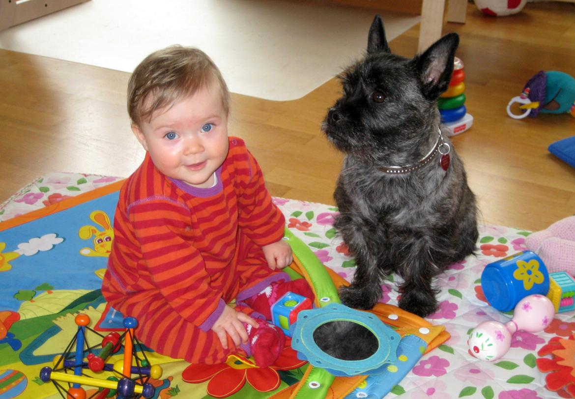 Blanding af racer Mille  (Westie/Mops) - Mille er blevet storesøster, og de er bare makkere de to.. :O)  billede 15