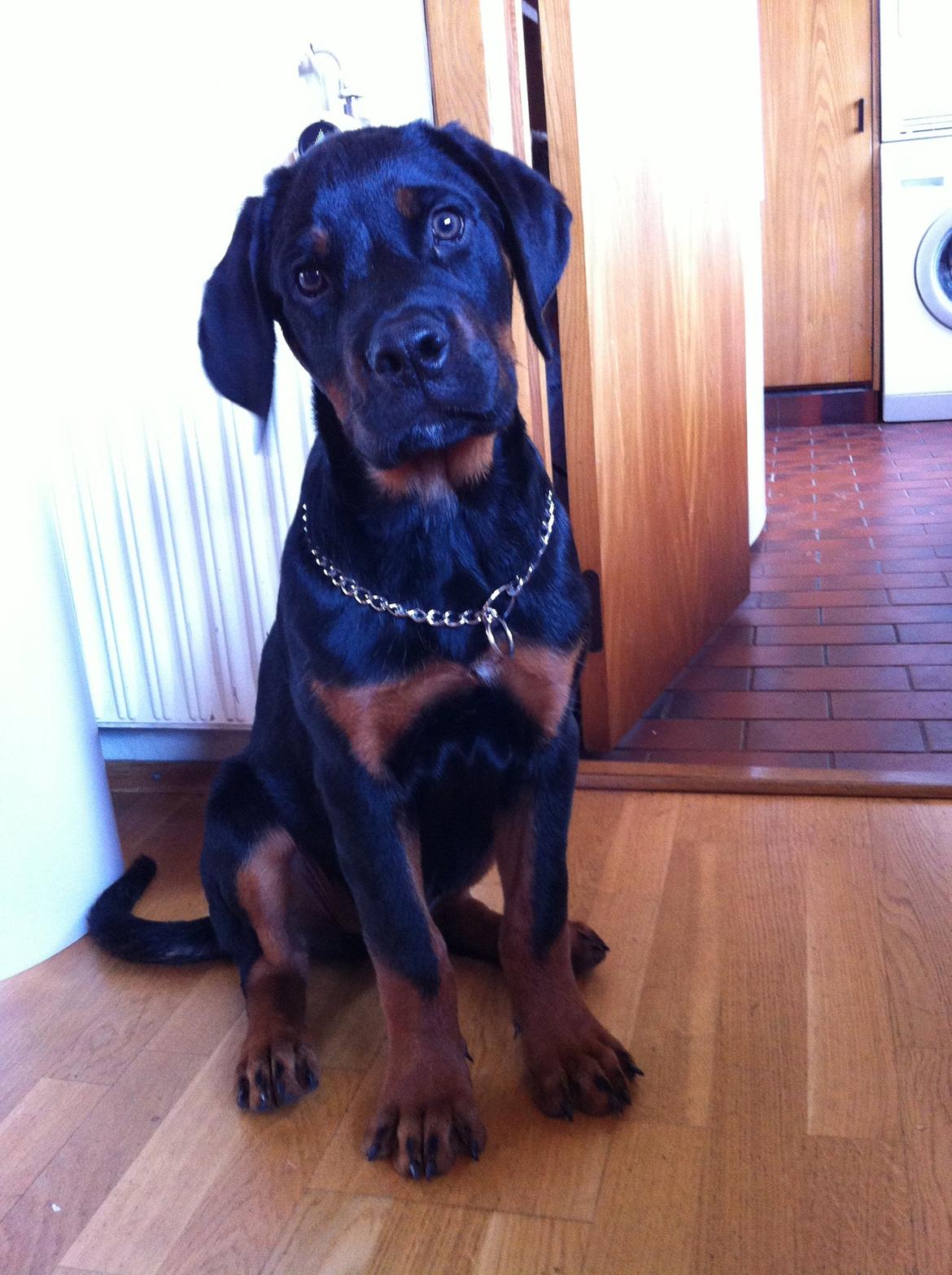 Rottweiler Bamse - Jeg er så søøøød! Giv mig en godbid! billede 6