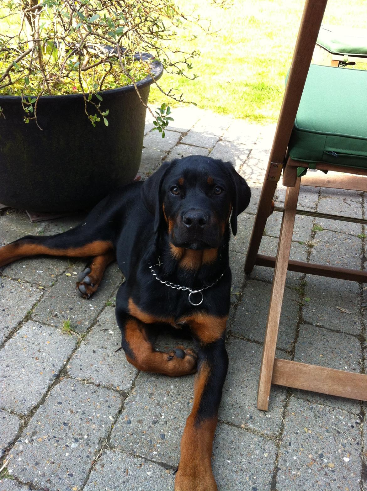 Rottweiler Bamse - Dejligt med godt vejr, det nyder jeg! billede 7
