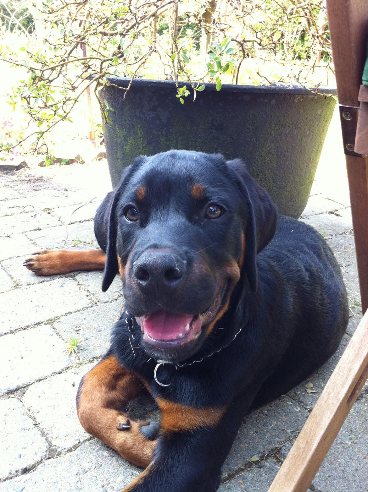 Rottweiler Bamse - Det gode vejr nydes! billede 8