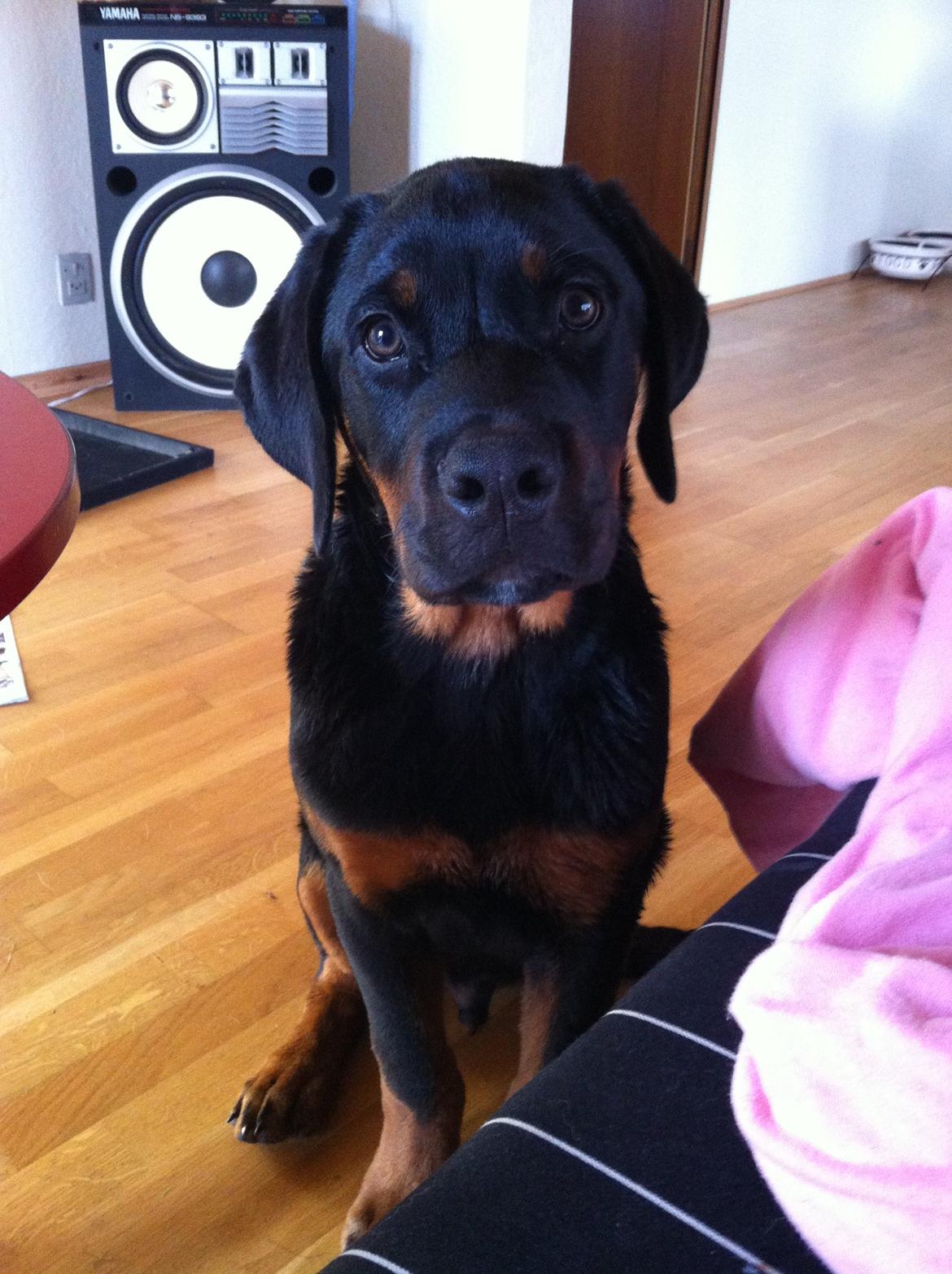 Rottweiler Bamse - Så stille kan jeg sidde efter jeg har været i bad! billede 9