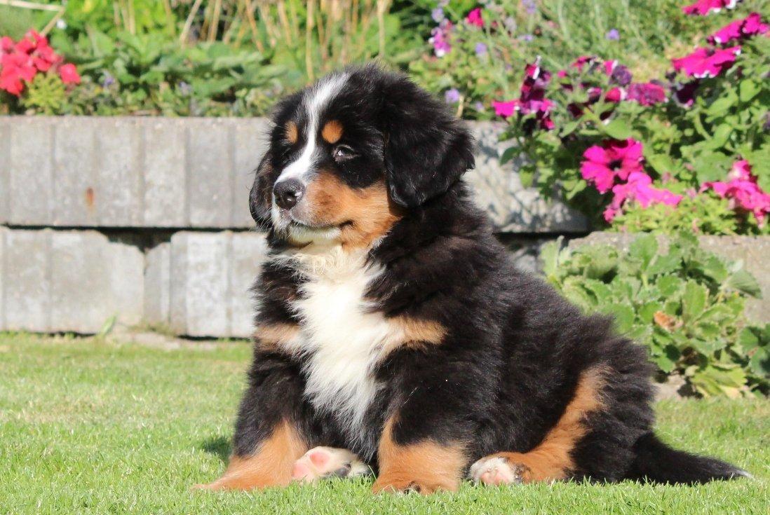 Berner sennenhund Samson billede 1