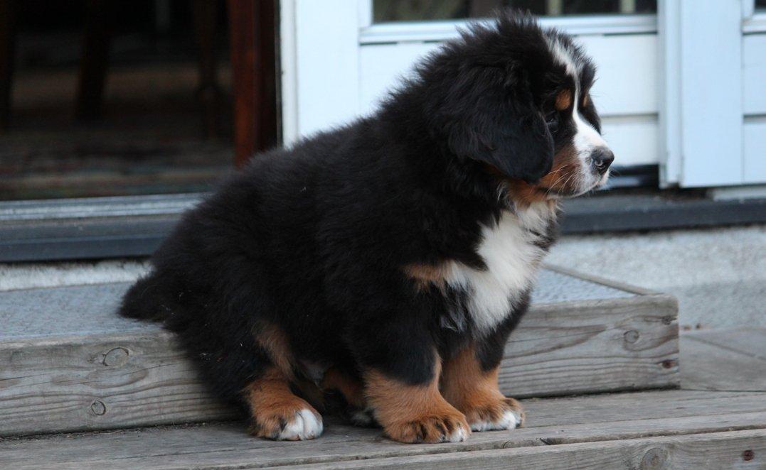 Berner sennenhund Samson billede 2