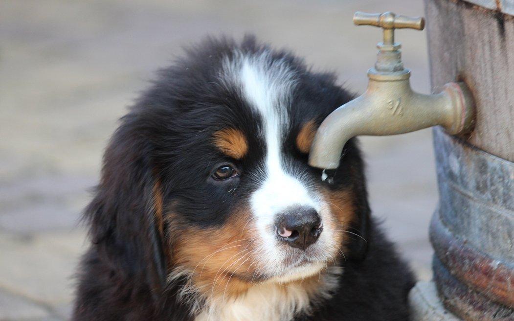 Berner sennenhund Samson billede 3