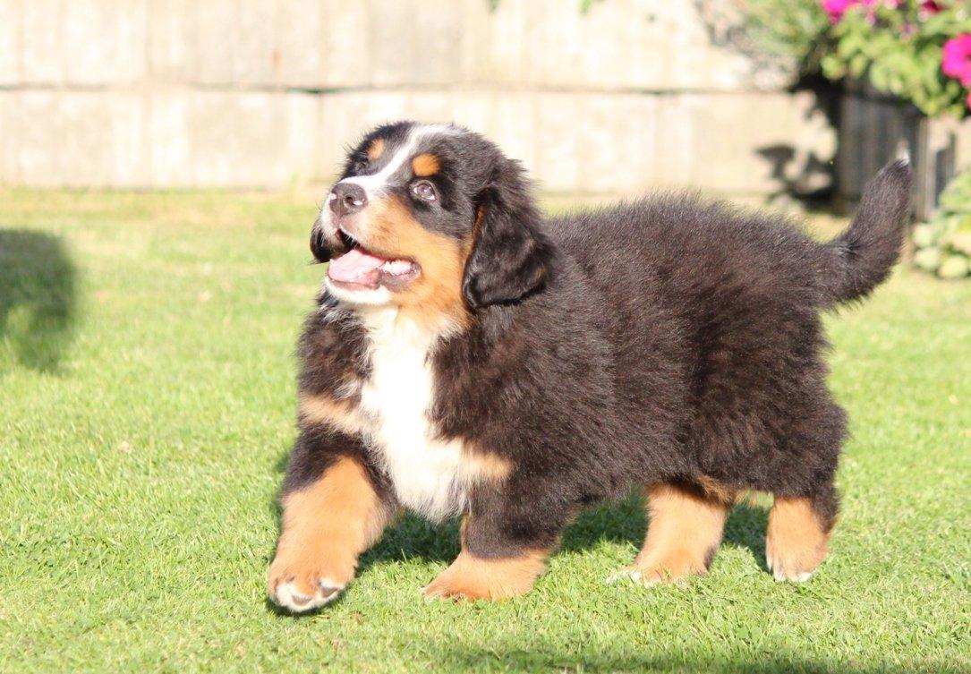 Berner sennenhund Samson billede 4