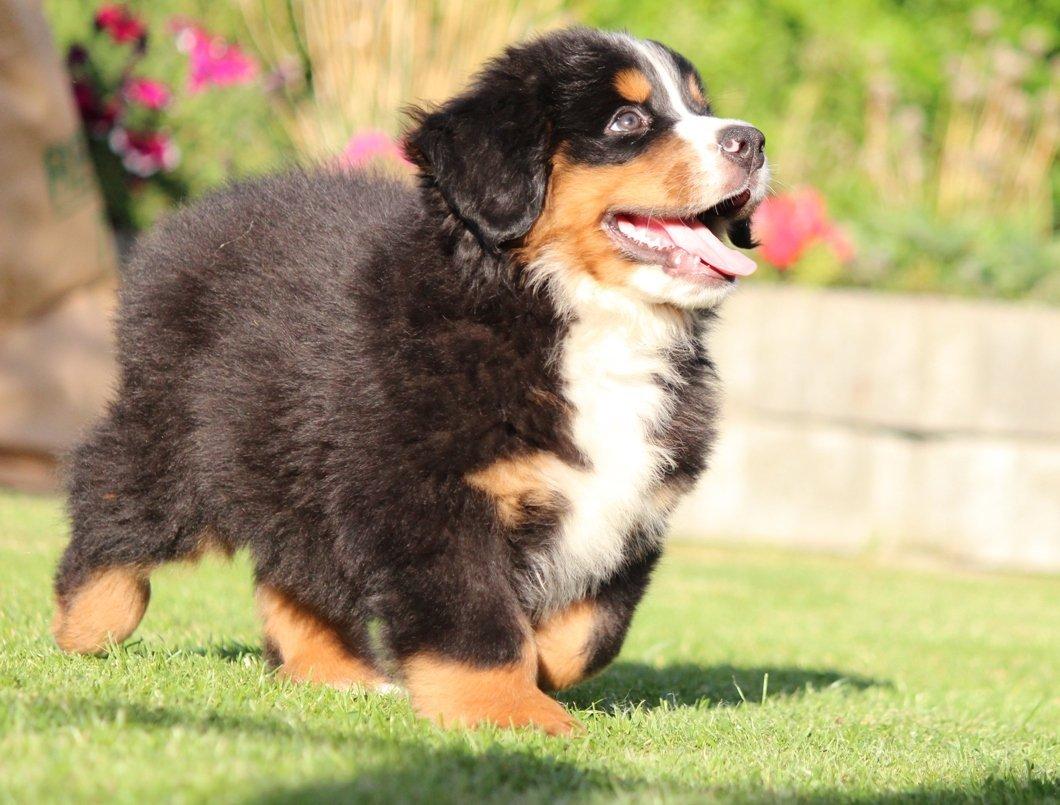 Berner sennenhund Samson billede 5