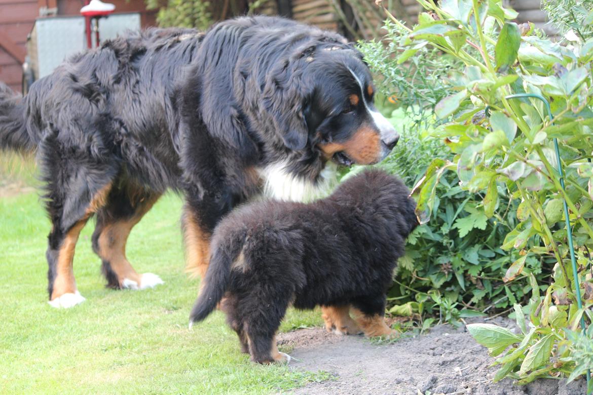 Berner sennenhund Samson billede 6