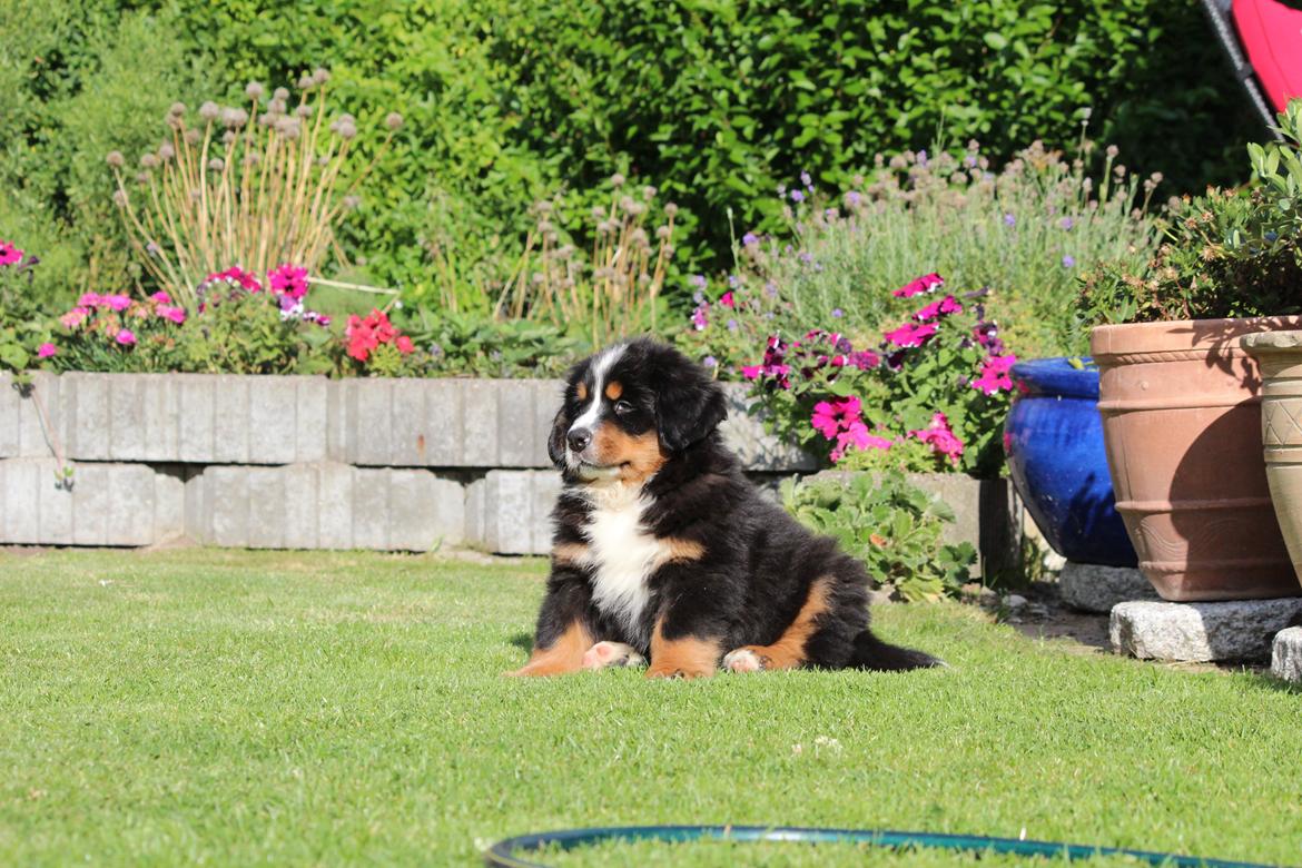 Berner sennenhund Samson billede 7