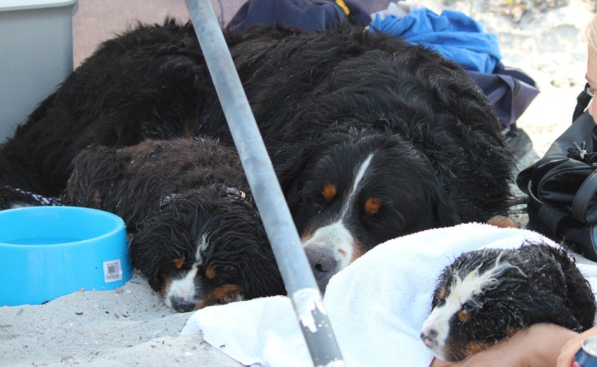 Berner sennenhund Samson billede 8