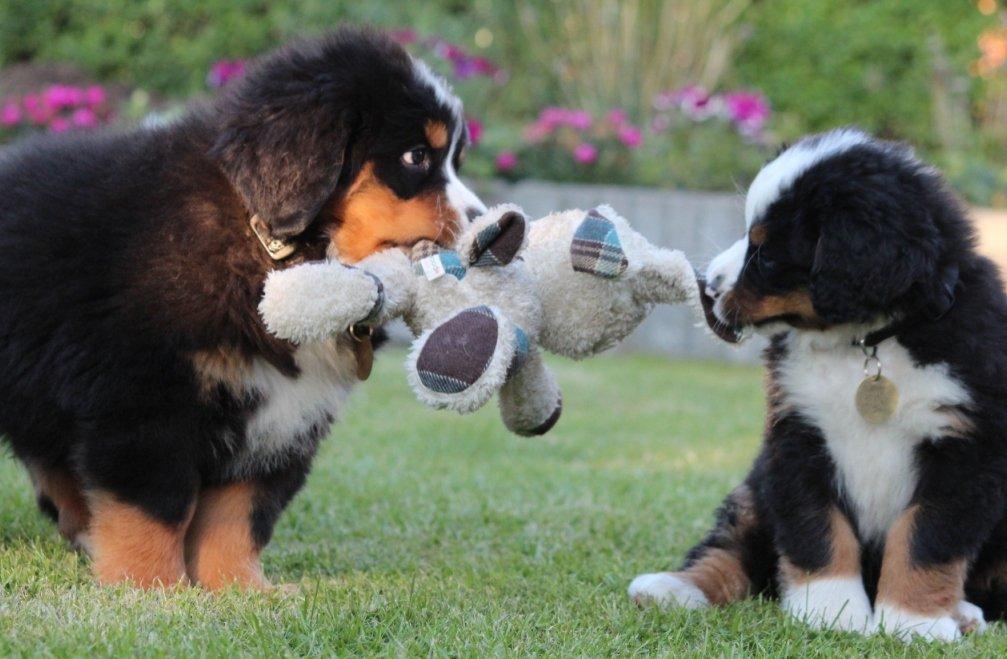 Berner sennenhund Samson billede 9