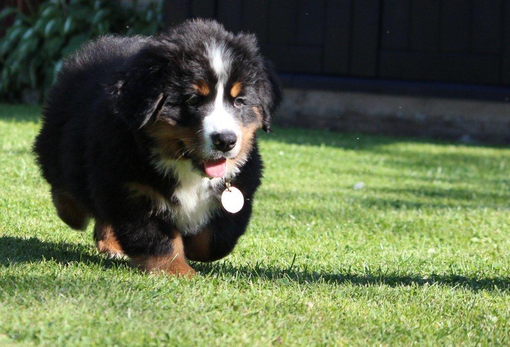 Berner sennenhund Samson billede 10