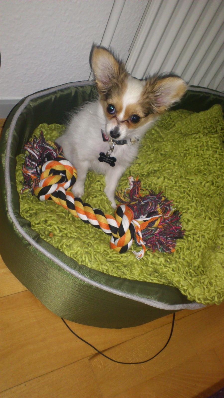 Papillon Zika billede 6