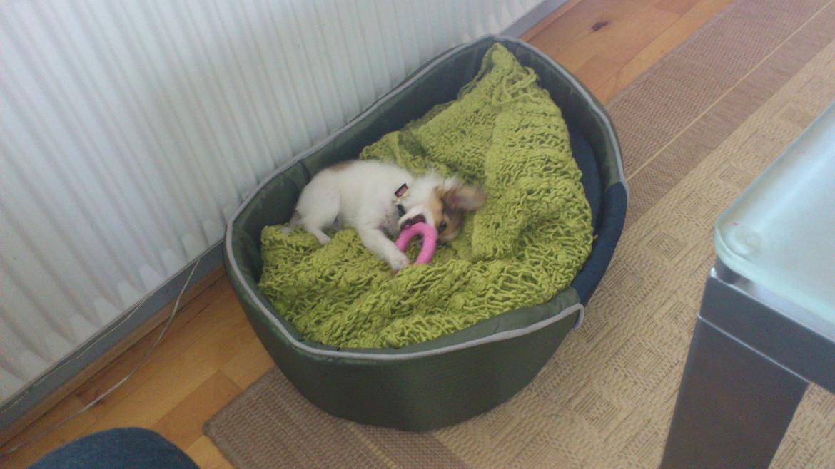 Papillon Zika billede 7