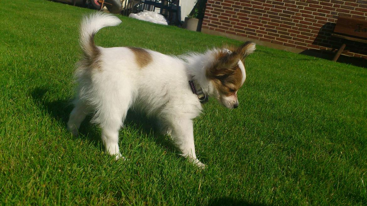 Papillon Zika billede 8