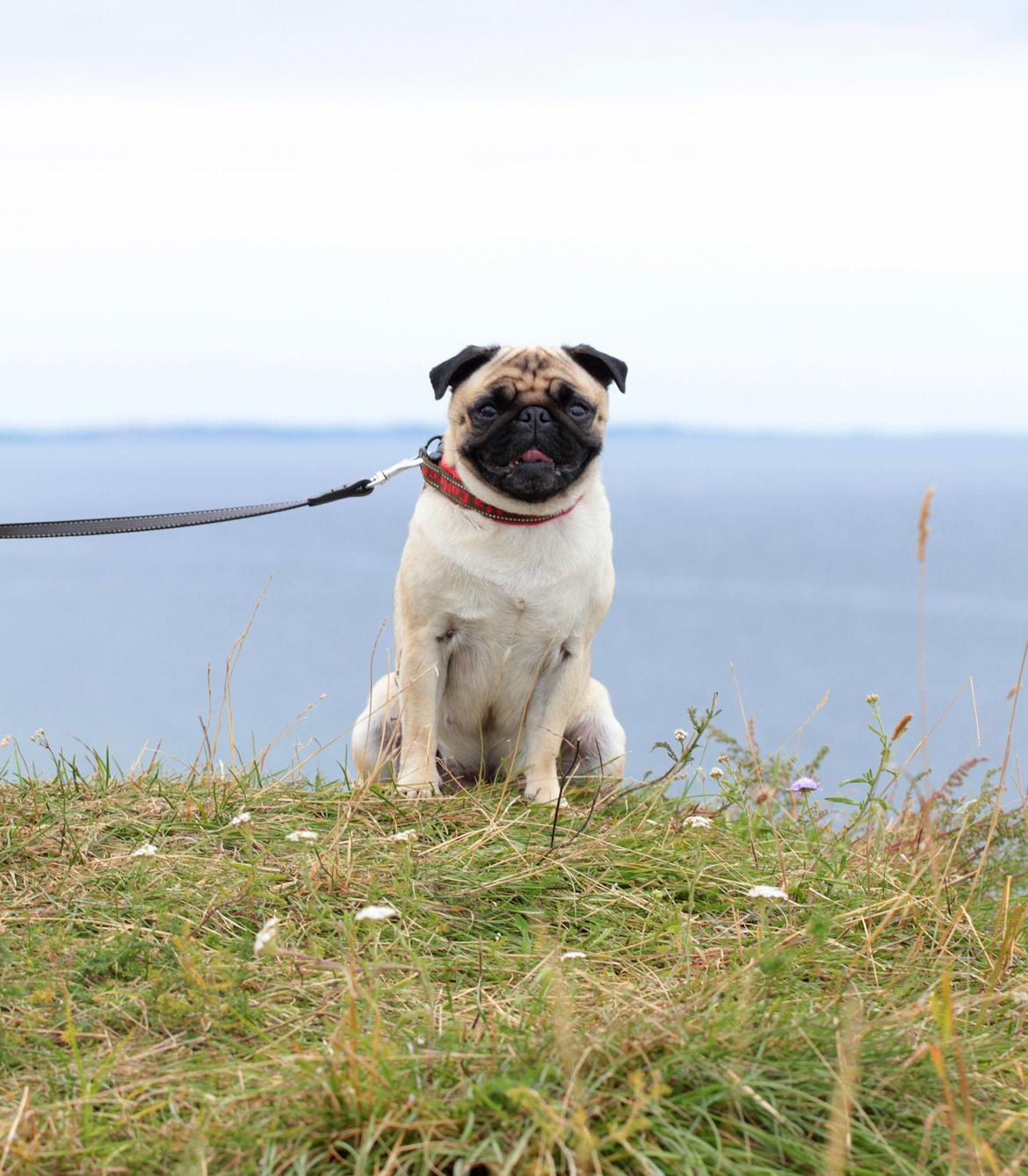 Mops Zoe - Rullepølsen billede 4