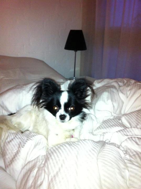 Chihuahua chica billede 1