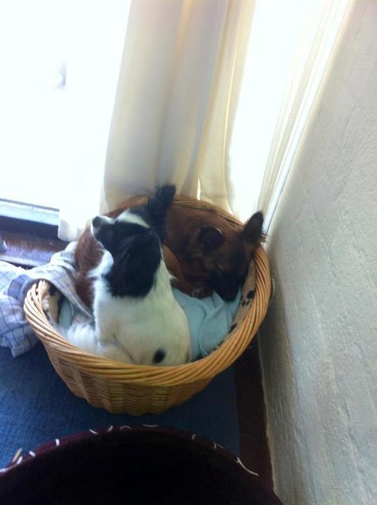 Chihuahua chica billede 2