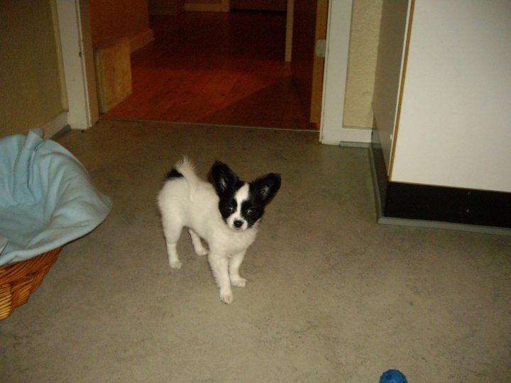 Chihuahua chica - Chica 3mdr. billede 3