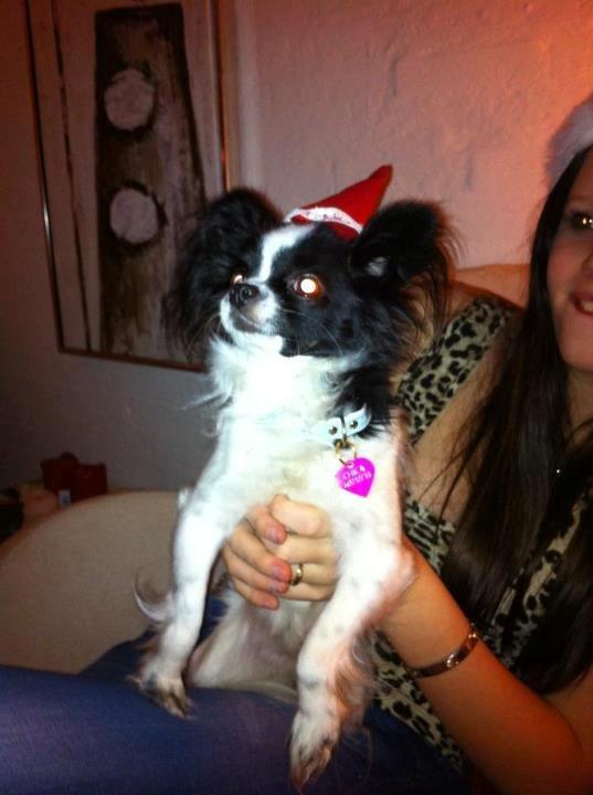 Chihuahua chica - juletid billede 4