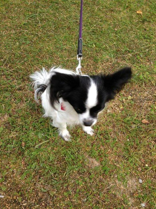 Chihuahua chica billede 5