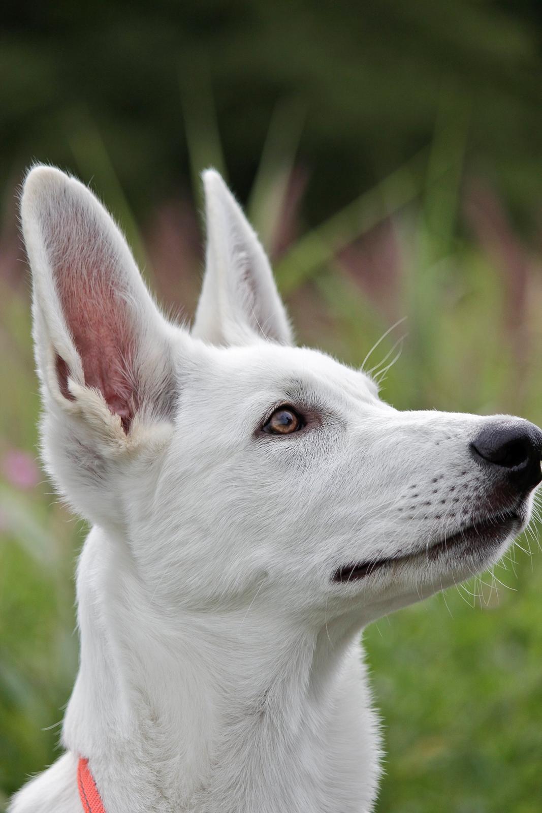 Hvid Schweizisk Hyrdehund Lobo - 16 uger gammel billede 37