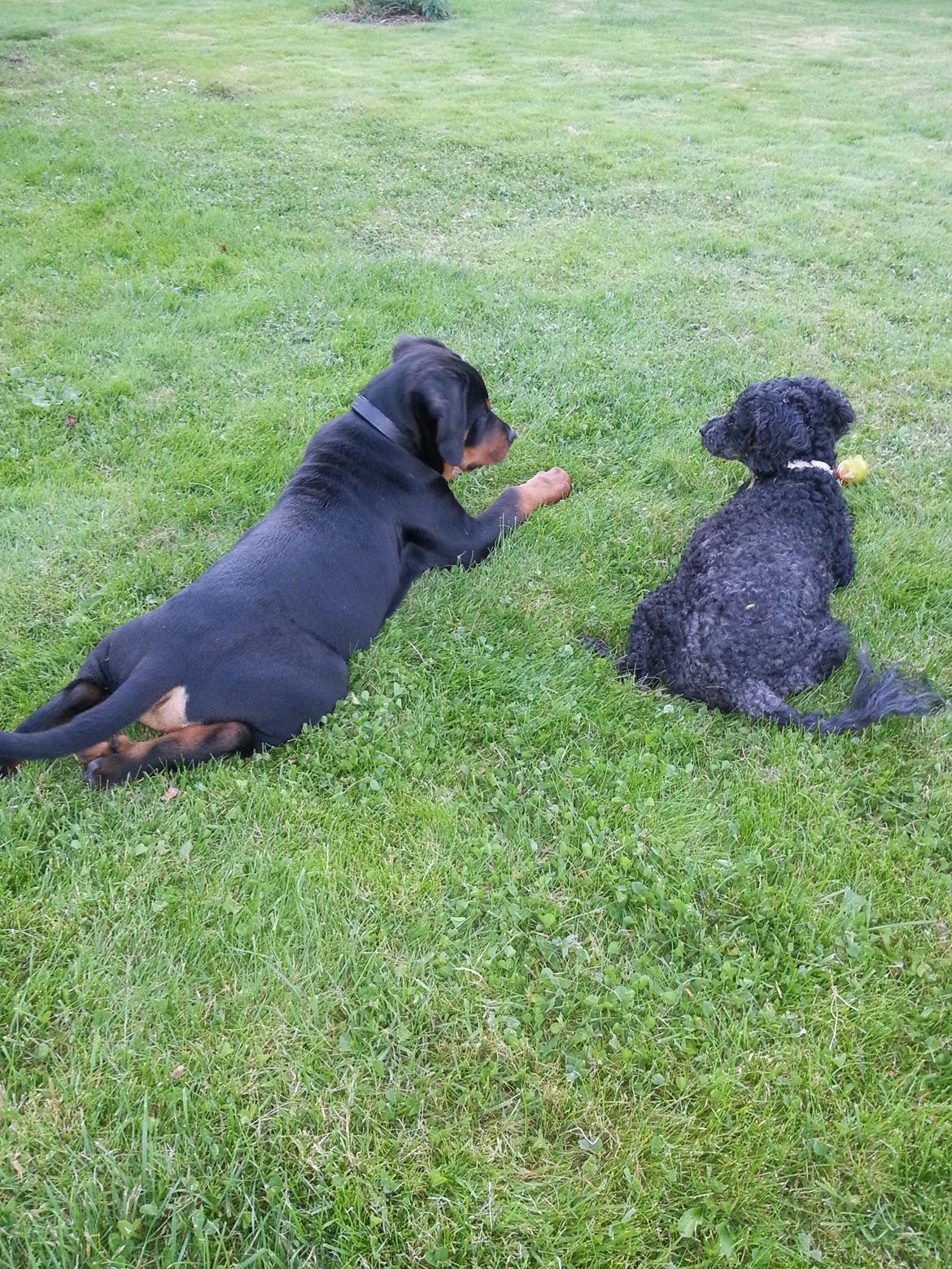 Rottweiler Kato Aflivet grundet AD/HD d. 15/4-13 - Hvaa Tess .. skal vi dele den blomme der?  billede 20