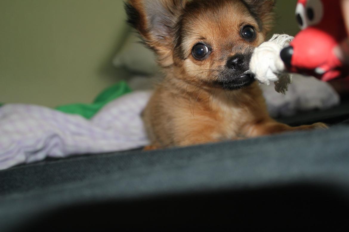 Chihuahua Isa billede 14
